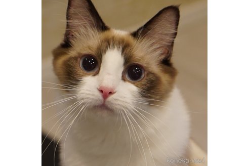 あずきちゃん1枚目